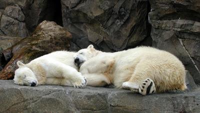polar bears spat over Cincinnati Zoo