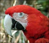 macaw