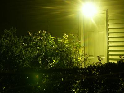 Night Scene.jpg