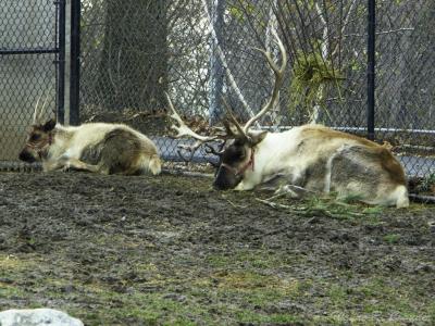Reindeer Resting Up for the Big One.jpg