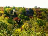 Looking Across Treetops to Lodge.jpg