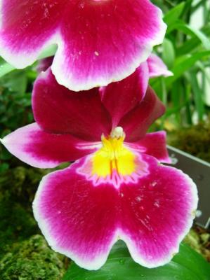 Pink and red orchid
