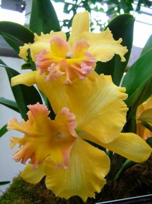 yellow with peach center orchid
