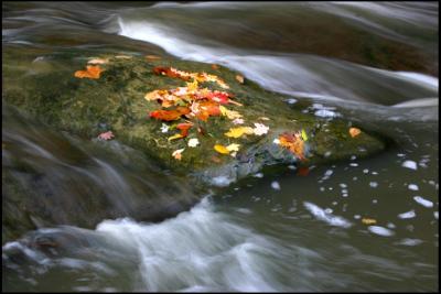 Fall leaves avoid Brandywine Falls.jpg