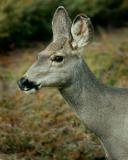 Jasper-MuleDeer1w.jpg