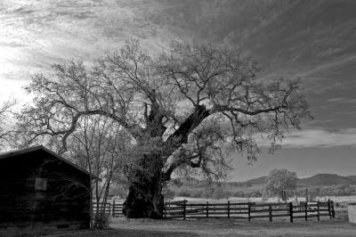 Old Oak tree