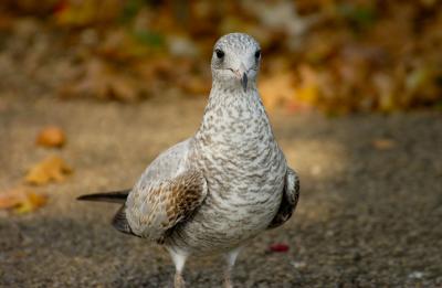 Bird Stare.jpg