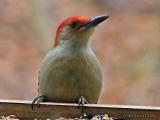 <b>Male Red-Belly Woodpecker</b><br>Edited Original