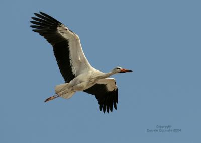 u6/dophoto/medium/35262264.Cicognabianca02.jpg