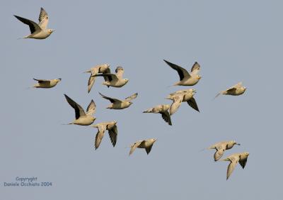 Spotted Sandgrouse