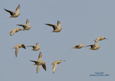 Spotted Sandgrouse