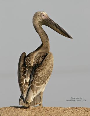 White Pelican (Pelecanus onocrotalus)