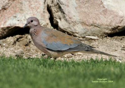 u6/dophoto/medium/35263361.Tortoradellepalme01.jpg