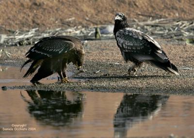 u6/dophoto/medium/35344303.AquilaanatraiaminoreCap.jpg