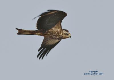 Black Kite (Milvus migrans)