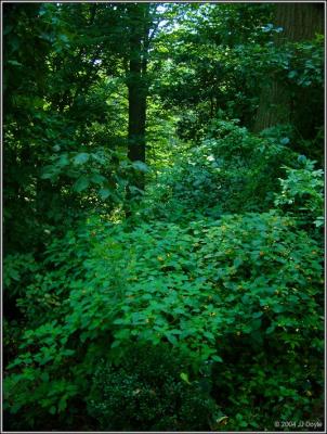 Trailside 16 pc.jpg
