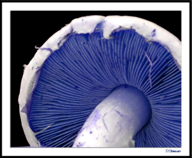 8/16/04 - Shrooms Today