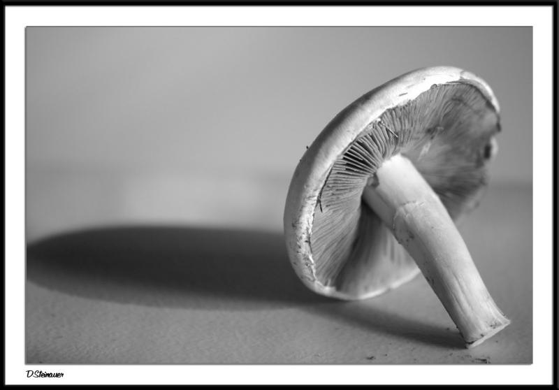 8/16/04 - Shrooms Today