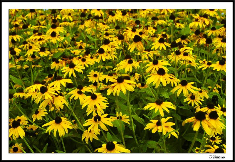 8/14/04 - Sunshine Susans