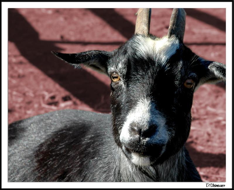 10/20/04 - Dopey Goat