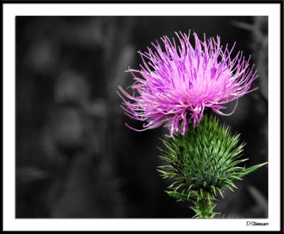 8/16/04 - Scots Flower