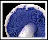 8/16/04 - Shrooms Today