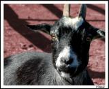 10/20/04 - Dopey Goat