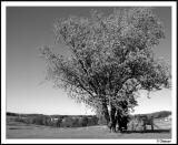 Big Ol Tree (b&w)