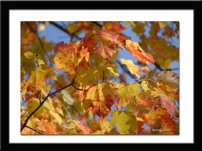 leaves.jpg