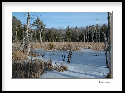 Frozen Beaver Pond.jpg