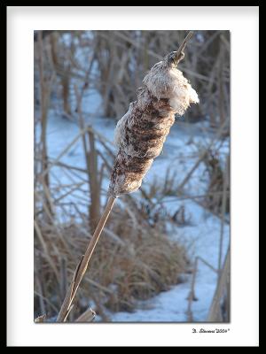 Cattail in Winter.jpg