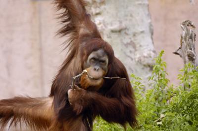 u6/dvan/medium/35264469.orangutan1.jpg