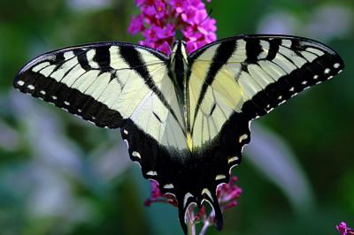 tiger swallowtail21.jpg