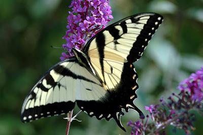 tiger swallowtail 20.jpg