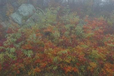 10/20/04 - Misty/Rainy Fall Colors