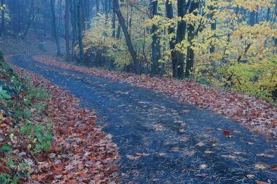 10/20/04 - Misty/Rainy Fall Colors