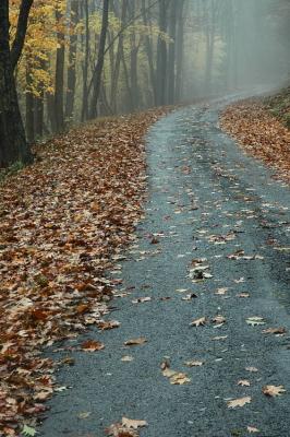 10/20/04 - Misty/Rainy Fall Colors