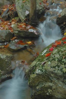 10/20/04 - Misty/Rainy Fall Colors