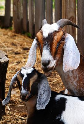 u6/ellen_morgan/medium/35308098.NannyBabyGoats.jpg