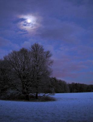 u6/ellen_morgan/medium/37739577.moonlightree2.jpg