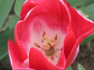 u6/ericnoel/medium/32679107.redflowerhighwithinterior1024.jpg
