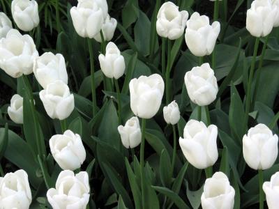 u6/ericnoel/medium/32679339.whitetulips1024.jpg