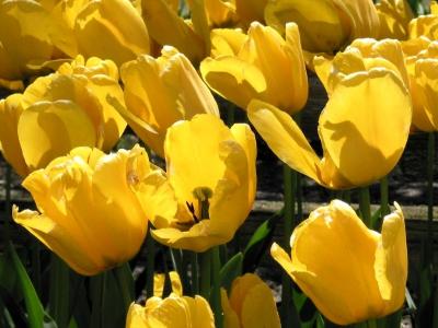 u6/ericnoel/medium/32679664.yellowsun1024.jpg