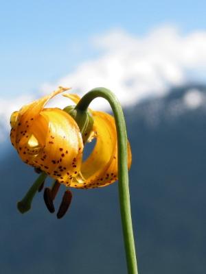 Tiger Lily and Glacier Peak