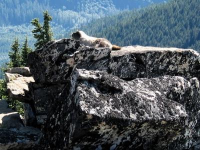 Marmots - Nature's Couch Potato
