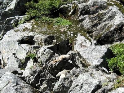 Camouflaged Marmot