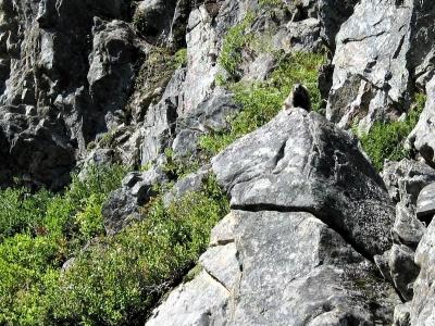 Marmot Watching Me