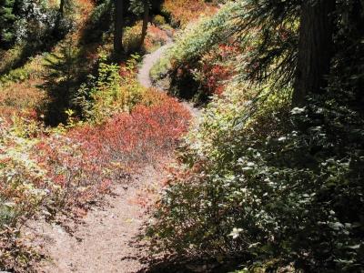 Trail ZigZaging amid Fall Colors