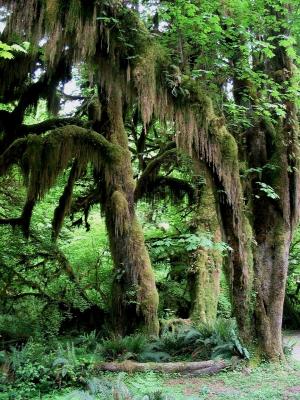 Hanging Moss