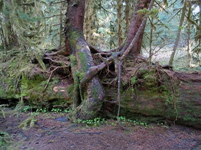 Hugging Trees Again